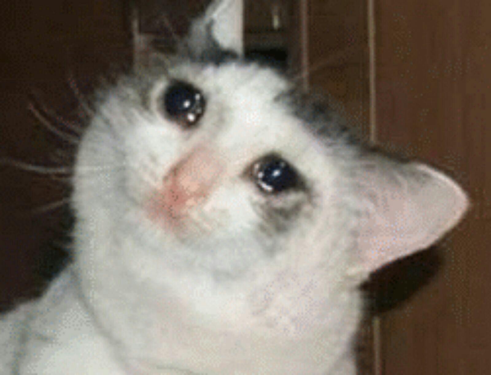 Crying Cat Meme: A Deep Dive into Internet’s Emotional Icon